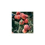 Early Red Şeftali Fidanı Aşılı 2 Yaştüplü 80-100 cm