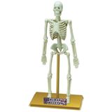 Eastcolight İnsan İskeleti Bilim Seti