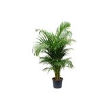 ebotanik Areka Salon Palmiyesi 80-100 Cm Areca Palm