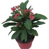 Ebruli Dikenler Tacı 10-20 Cm Japon Iğnesi Euphorbia Milii