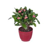 Ebruli Kırmmızı Dikenler Tacı Euphorbia Milii 10-20 Cm