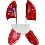 ECE Akciğer Modeli - Gerçek Boyut - Canlı Gerçeğe Uygun Renkler - 28cm x 14cm x 30cm - Kaideli