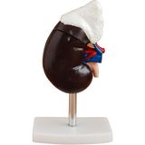 ECE Böbrek Modeli – Böbrek Üstü Bezi İle – Gerçek Boyut – Canlı Gerçeğe Uygun Renkler – 2 Parça – 11.5cm x 8cm x 19cm – Kaideli