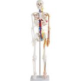 Ece Damarları Sinirleri Gösterir İnsan İskeleti Modeli 85 cm Kaideli