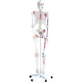 Ece İnsan İskeleti Modeli 180 cm Kasları ve Bağları Gösterir (Ligamentli) - Tekerlekli