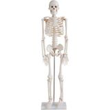 ECE İnsan İskeleti Modeli 85cm Doğal Kemik Renginde