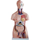 ECE İnsan Vücudu Modeli Torso 85cm 40 Parça Unisex Tam Boy