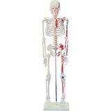 Ece Kasları Gösterir İnsan İskeleti Modeli 85 cm Kaideli