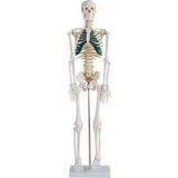 Ece Spinal Sinirleri Gösterir İnsan İskeleti Modeli 85 cm