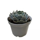 Echeveria 'Canadian' (Sukulent)