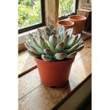 Echeveria Chihuahuaensis – Koleksiyonluk Sukulent – 8.5 Cm Saksıd