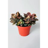 Echeveria Chroma Variegata Koleksiyonluk Renkli Sukulent | Koleksiyonluk, Sukulent Bitki, Variegata Tür, Renkli Yapraklar