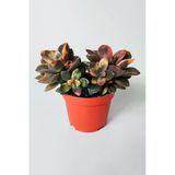 Echeveria Chroma Variegata – Koleksiyonluk Renkli Sukulent