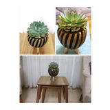 Echeveria Dev Sukulent (Şık Saksıda)