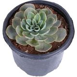 Echeveria Elegance - Eşeverya - Saksı'da - Xxl