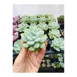 Echeveria Elegans