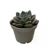 Echeveria 'German Champaign' (Sukulent)