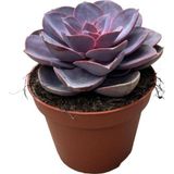 Echeveria Gibbiflora 'purple Pearl' (Sukulent)