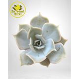 Echeveria Lilacina Sukulent