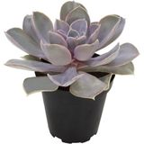 Echeveria Perle Van Nurnberg Sukulent