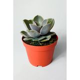 Echeveria Pollux rozet sukulent özel tür 8.5 kırmızı saksıda