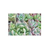 Echeveria Profilicea Sukulent Bitki, BTSTS97