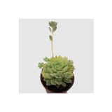 Echeveria Profilicea Sukulent Bitki, SRD1322025BYB276
