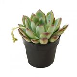 Echeveria Pulidonis