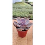 Echeveria Purple Pearl (5.5 Cm Saksıda)