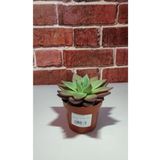 Echeveria
