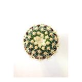 Echinocactus Grusonii Altın Fıçı Kaktüs Terakota Saksı Ile Birlikte 10.5 cm Rf28