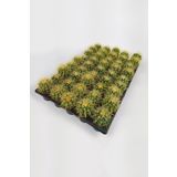 Echinocactus Grusonii Altın Fıçı Kaktüsü Toptan 45 Adet (1 Viyol 5.5 Cm Saksıda)