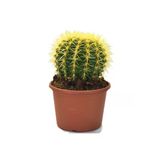 Echinocactus Grusonii Altın Fıçı Radyasyon Emici Kaktüs 12.cm Büyük Saksıda