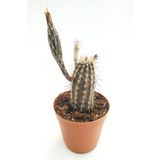Echinocereus Mirabilis Kaktüs 5.5 cm Saksıda