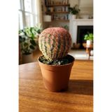 Echinocereus Rigidissimus Nadir Koleksiyonluk Canlı Kaktüs 5.5 cm Saksı | Nadir Tür, Koleksiyonluk, Canlı Bitki, 5.5 cm Saksı