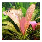 Echinodorus Rose Saksı Canlı Bitki