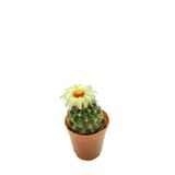 Echinofossulocactus Lloydii - 5.5 Cm Saksıda Kaktüs