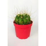 Echinopsis Aurea Özel Tür Kaktüs Büyük Boy Uzun Sarı Dikenli 8.5 Cm Kırmızı Saksıda