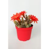 Echinopsis Chamaecereus Yılan Kaktüs Parmak Kaktüs Kırmızı Çiçek Açan Kaktüs Özel Tür 8.5 cm Saksıda