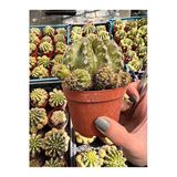 Echinopsis Oxygona Kaktüs (BOL YAVRULU KAYNANA TOPUZU) - 8,5 Cm