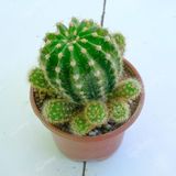 Echinopsis Oxygona Kaynana Topuzu 5,5 Cm Saksılı Kaktüs