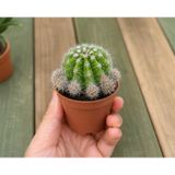 Echinopsis Oxygona Kaynana Topuzu Kaktüs 5,5 cm Saksılı | Saksıda Hazır, Küçük Boy, İç Mekan Bitkisi, Kolay Bakım, Dekoratif Kaktüs