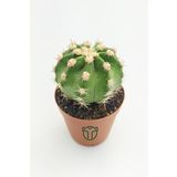 Echinopsis Subdenudata Beyaz Çiçekli Kaktüs 5.5 cm Saksıda
