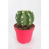 Echinopsis Subdenudata Özel Tür Kaktüs 8.5 cm Kırmızı Saksıda Tekli