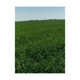 Ed Collection Erdem Garden Yüksek Boylu Kaplamalı Elçi Yonca Tohumu 1 kg