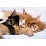 Educa 17087 Kittens 500 Parça Puzzle