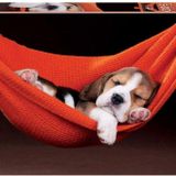 Educa 500 Parça Hamaktaki Köpek Yavrusu Puzzle