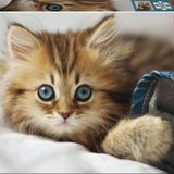 Educa Kitten 200 Parça Çocuk Puzzle