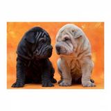 Educa Puppies 500 Parça Puzzle