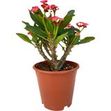 Efhorbia Dikenler Tacı Çiçeği Kırmızı 10-20 Cm